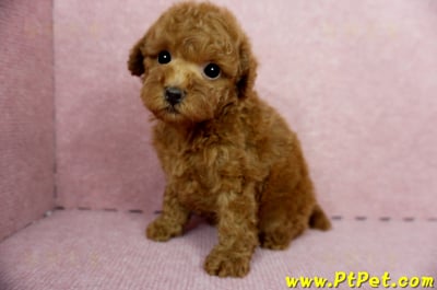 04/15玩具型紅貴賓母幼犬1號(台中大雅)8