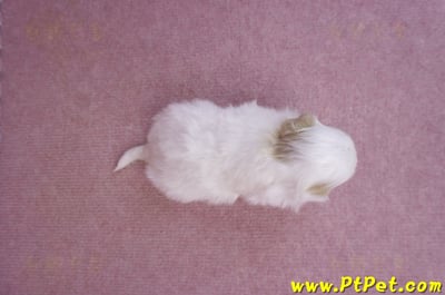 09/27馬爾泰迪母幼犬1號(台中豐原)9