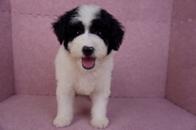 07/10迷你型花貴賓母幼犬(高雄楠梓)1