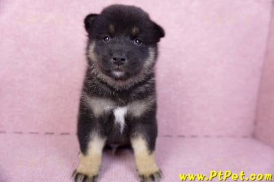 10/15黑色柴犬公幼犬2號(屏東九如)2