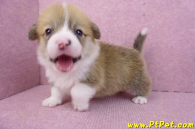 08/03雙色柯基犬公幼犬4號(屏東南州)7