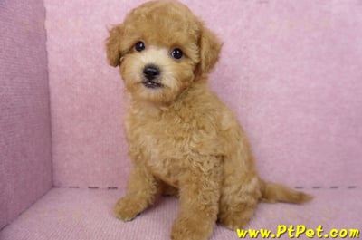 02/11奶油貴賓公幼犬8