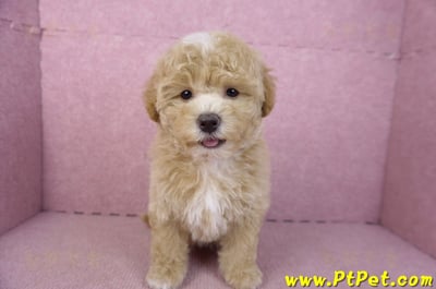 02/18泰迪比熊母幼犬(屏東市)4