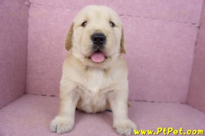 01/10黃金獵犬公幼犬1號1