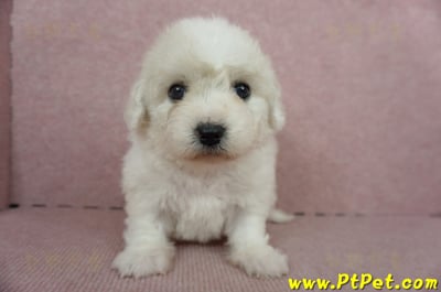 11/04比熊犬母幼犬1號(新竹市)3