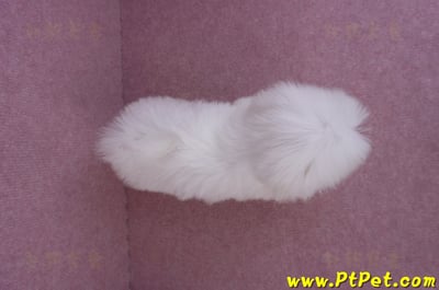 07/26迷你型馬爾濟斯公幼犬1號(台北大同)14