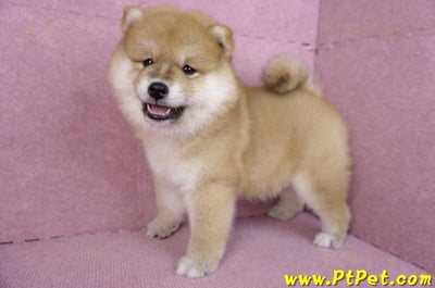 11/19赤色長毛柴犬母幼犬(新竹竹東)10