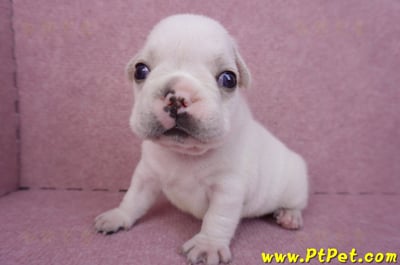 03/21奶白色法國鬥牛公幼犬1號6