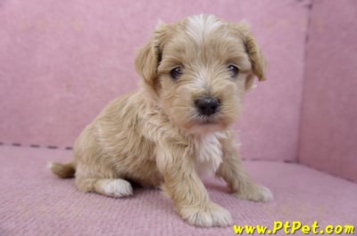 02/20馬爾泰迪母幼犬2號4