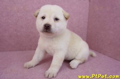 05/24白色柴犬母幼犬2號4