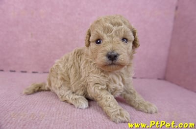 02/18泰迪比熊母幼犬2號4