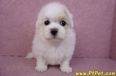 09/27馬爾泰迪公幼犬(新北三重)3