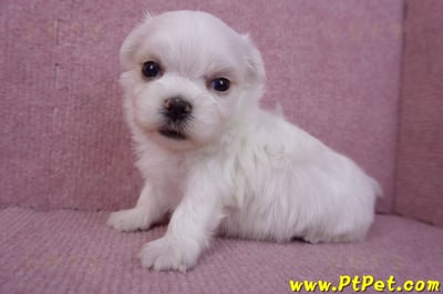 11/20馬爾濟斯公幼犬2號(屏東市)6