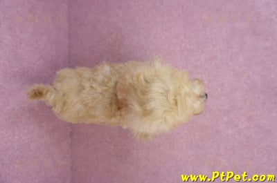 07/01泰迪比熊公幼犬11