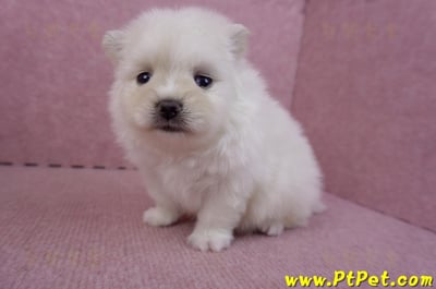 09/14松鼠白博美公幼犬4