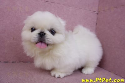 12/17北京狗公幼犬2號(新竹竹北)8