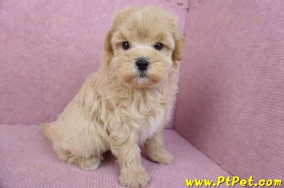 11/23馬爾泰迪公幼犬1號5