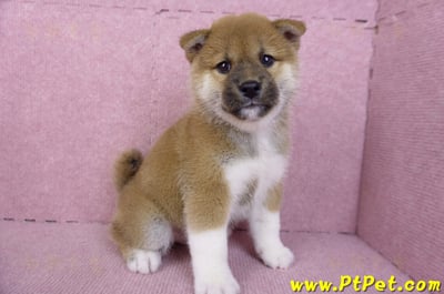 11/19赤色柴犬公幼犬4