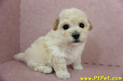 03/12泰迪比熊公幼犬4號(桃園市)4