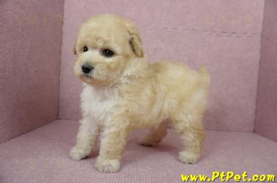 11/26迷你型奶油貴賓母幼犬(台東市)7