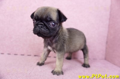 09/08巴哥母幼犬3號(新北五股)9