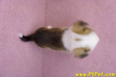 07/01雙色柯基犬公幼犬(屏東長治)10