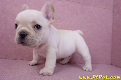 07/25奶油色法國鬥牛公幼犬(台北士林)10