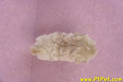 10/13馬爾泰迪公幼犬3號(高雄三民)11