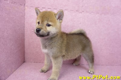 07/11赤色柴犬母幼犬(台南東區)8