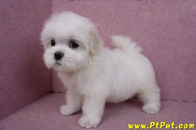 09/21馬爾濟斯母幼犬2號(南投名間)10