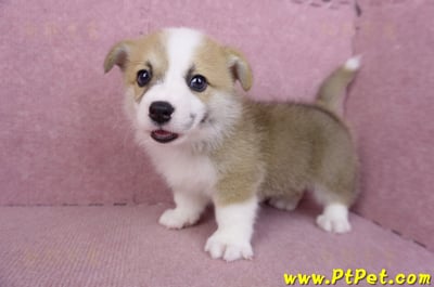 06/21雙色柯基犬公幼犬(台北)10