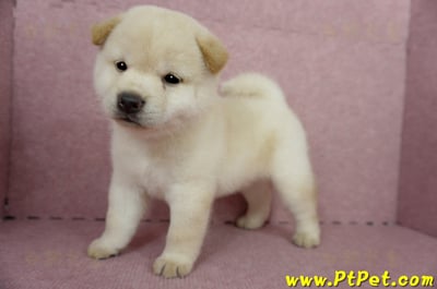 04/26白色柴犬公幼犬(屏東內埔)10