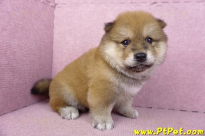 03/09赤色長毛柴犬公幼犬4