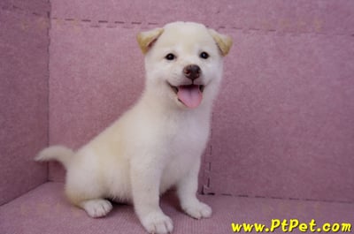 07/11白色柴犬公幼犬(屏東長治)4