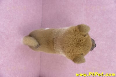 11/19赤色柴犬公幼犬11