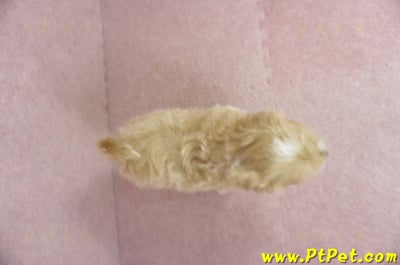 01/15奶油色馬爾泰迪公幼犬(屏東高樹)13