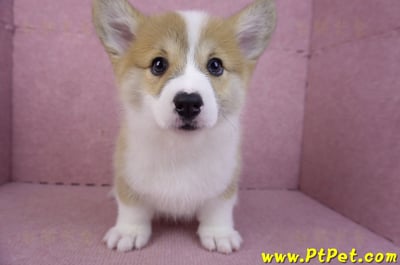 11/30雙色柯基犬母幼犬(屏東萬巒)4