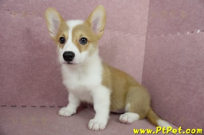 04/14雙色柯基犬母幼犬(台中沙鹿)9