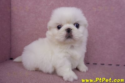 10/31北京狗母幼犬(新北新莊)6