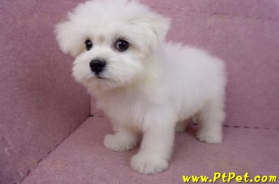 03/20馬爾濟斯公幼犬(新北土城)11