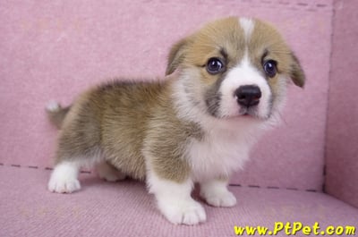 10/10雙色柯基犬公幼犬(台中大里)4