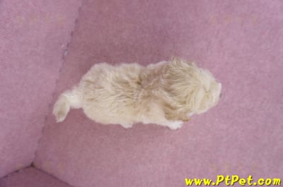 09/23泰迪比熊公幼犬1號(高雄鳳山)9