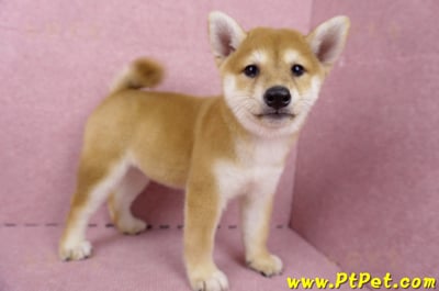 06/04赤色柴犬母幼犬(高雄路竹)6