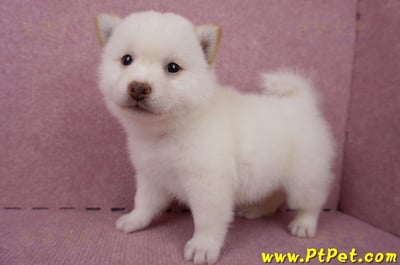 06/14白色柴犬公幼犬1號(屏東潮州)9