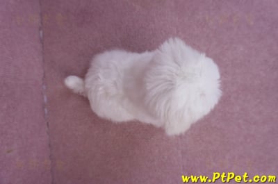 11/20茶杯型馬爾濟斯母幼犬(新北新莊)10