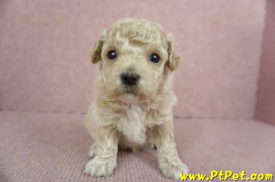 03/12泰迪比熊母幼犬4號(新北淡水)2