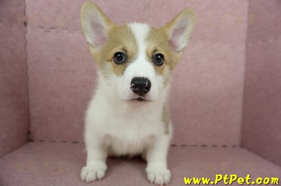 04/13雙色柯基犬公幼犬2號(桃園中壢)3