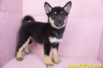 07/05黑色柴犬母幼犬(基隆仁愛)6