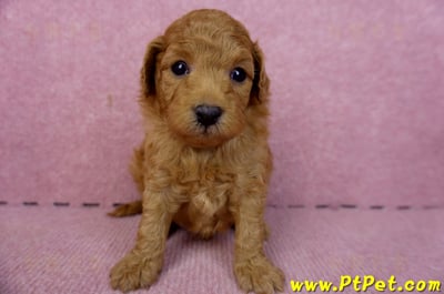 02/11紅貴賓公幼犬1號(新北五股)2