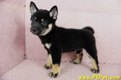 05/14黑色柴犬母幼犬4號(高雄楠梓)8